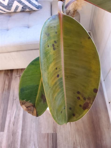 Rubber plant dropping leaves : r/plantclinic