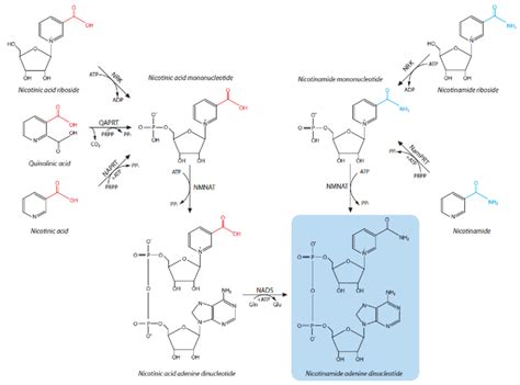 Overview of NAD biosynthesis in humans. NAD biosynthesis initiates from ...