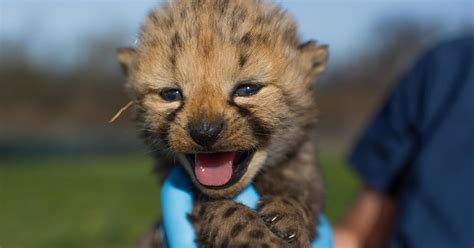 New names for Smithsonian's cheetah cubs - CBS News