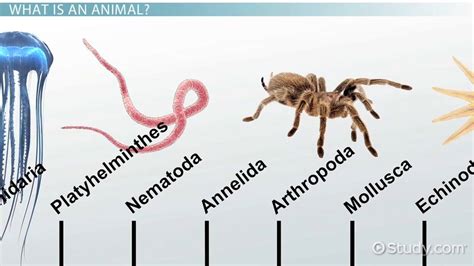 Major Animal Phyla & Their Characteristics - Video & Lesson Transcript ...