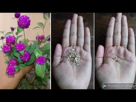 How to Collect VIABLE Gomphrena Seeds // Globe Amaranth Seeds ...