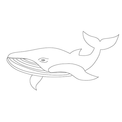 Premium Vector | Vector isolated blue whale outline