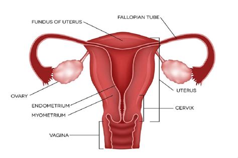 Fallopian Tube And Its Function