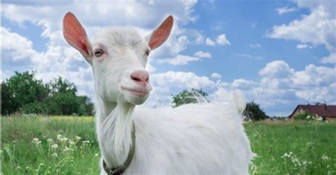 Goat Poop: Everything You've Ever Wanted to Know - Wiki Point