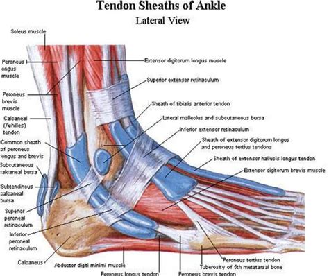 Pictures Of Ankle Muscles