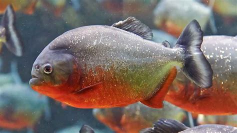 The Red Bellied Piranha [Breed Info | Facts | In the Wild Guide ...