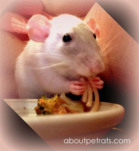 163 best Rats Love Food images on Pinterest | Rats, Rodents and Fancy rat