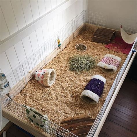 Guinea Pigs: Cage Sizes – Gizmo & Co