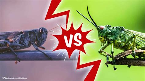 The Key Distinguishers Between Locusts And Grasshoppers - Animals ...