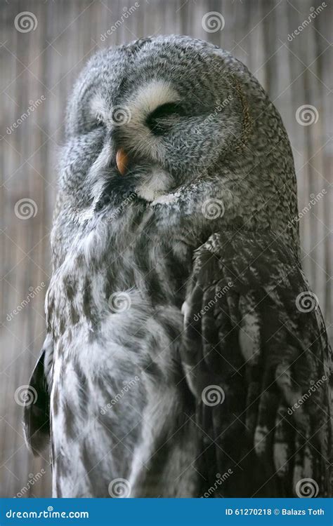 Great Grey Owl stock photo. Image of north, strix, fluffy - 61270218