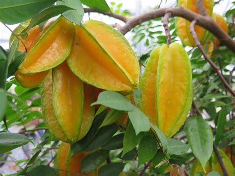 Carambola | Averrhoa carambola | Beneficios de la fruta, Fruta, Jugos ...