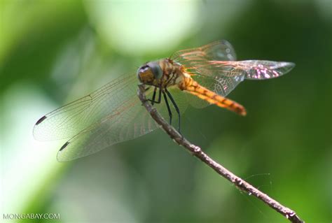 Orange dragonfly