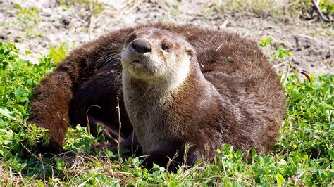 River Otters: Sentinel species for the Chesapeake Bay · OutLook by the Bay