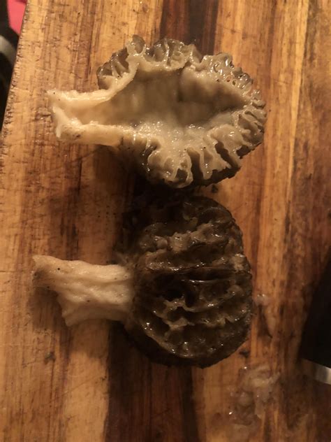 Morel or False Morel? : r/mycology