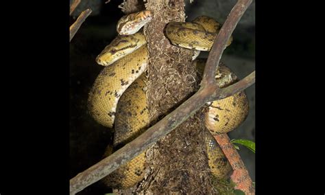 Amazon tree boa - San Francisco Zoo & Gardens