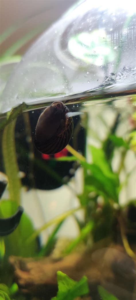 Parasite on Nerite Snail? : r/AquaticSnails