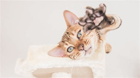 9 Bengal Cat Care Essentials for a Feisty Feline