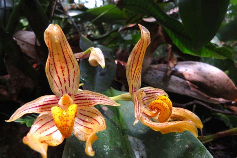 Ada Ratusan Jenis Anggrek dari Hutan Batang Toru - Mongabay.co.id