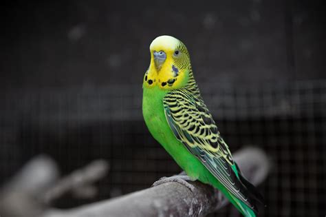 Budgie Care Guide | Long Island Birds & Exotic Veterinary Clinic