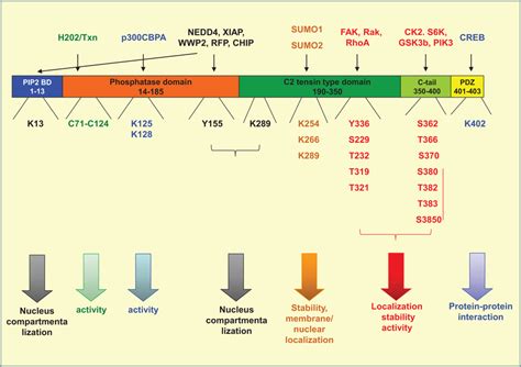 | PTeN localization and interactions with representative partners ...