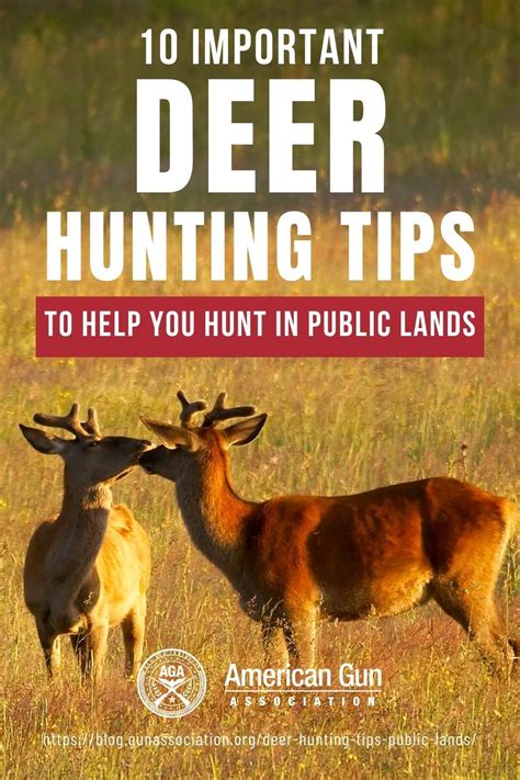 Check out these 10 important deer hunting tips that are essential to a ...