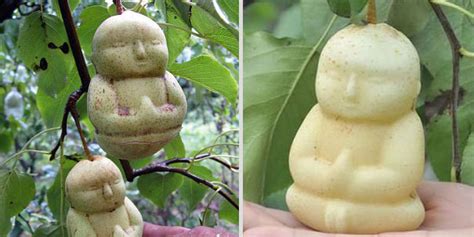 Fruit-Growing Genius Shapes Pears Into Tiny Buddhas | HuffPost