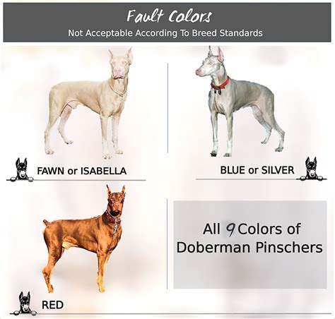 Doberman Pinscher Coat and Color Varieties - PetHelpful