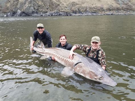 "Fishermen Overjoyed After Catching Largest Sturgeon Ever Recorded