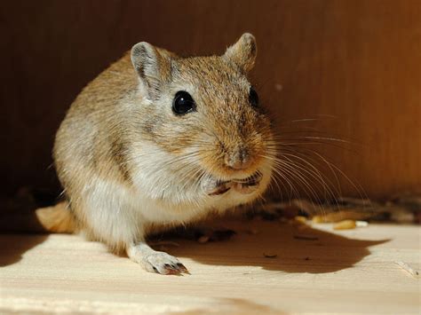 Interesting Facts: Gerbil as a Pet | UK Pets