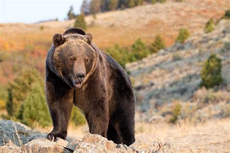 Grizzly bear | Weight, Habitat, & Facts | Britannica