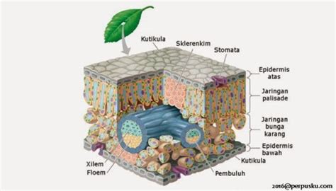 Struktur Daun Monokotil & Dilkotil ( Belajar Biologi) - Prasstyle.com