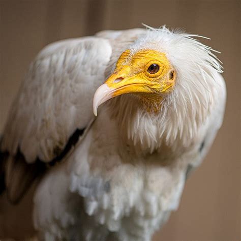 Egyptian Vulture - Dynasty - World Bird Sanctuary