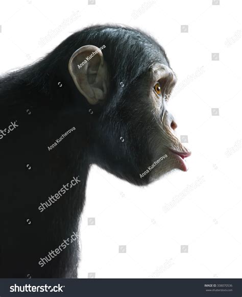 Isolated Surprised Monkey. Chimpanzee'S Surprised Funny Face Isolated ...