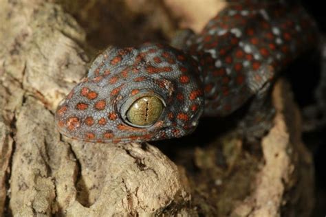 Tokay Gecko (Gekko gecko) Known as the Tuko, by the locals from the ...