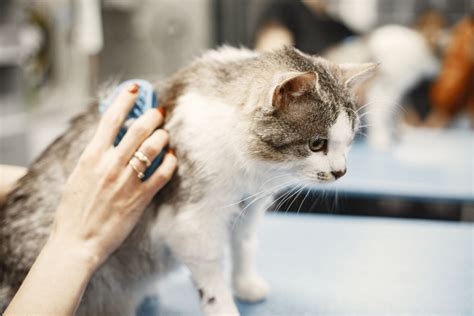 Cat Dermatitis: Treatment at Home - The Fluffy Kitty