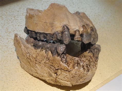 File:Australopithecus afarensis jaw - Fossils in the Arppeanum ...