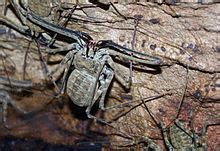 Amblypygi - Wikipedia