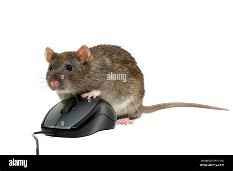 Rat And Computer Mouse Stock Photos & Rat And Computer Mouse Stock ...