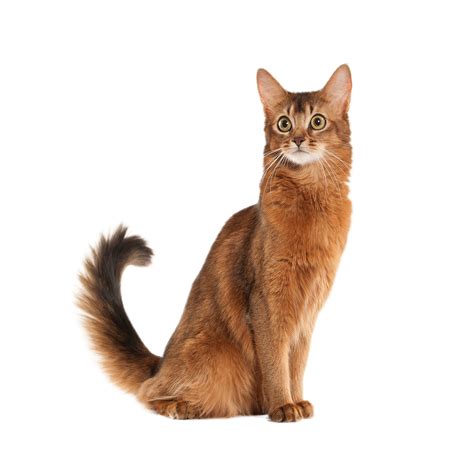 Somali Cat Breed Information | Somali Cat Characteristics, Grooming ...