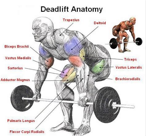 POWERLIFTING WITH DEADLIFT - HEALTH, EXERCISE and DIET