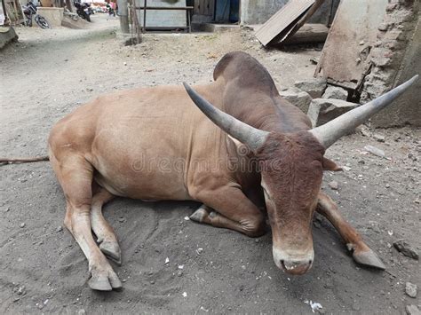 A Bos Indicus Breed Cow With Horns Stock Photo - Image of closeup ...