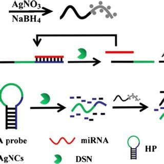 A novel strategy for microRNAs (miRNAs) detection has been developed ...