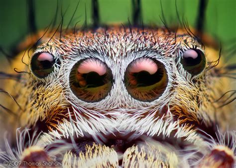 Jumping Spiders (Insects of the American River Parkway) · NaturaLista ...