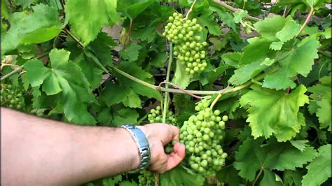 How to Grow Backyard Grapes - YouTube