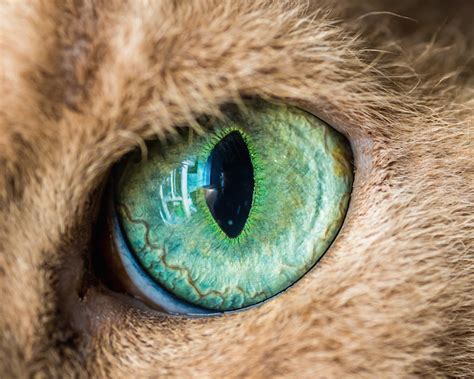 Mesmerizing Macro Photos of Cats' Eyes by Andrew Marttila