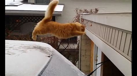 Funniest Jumping Cats – Super-Funny