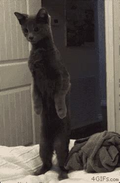 Cat Curious GIF - Cat Curious Standing Up - Discover & Share GIFs