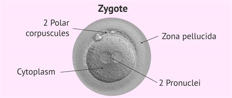 Zygote 3d Anatomy