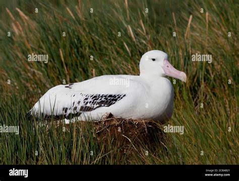 Wandering Albatros, Snowy Albatross (Diomedea exulans), breeding on the ...