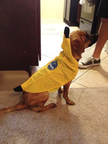 Amazon.com: Rasta Imposta Chiquita Banana Dog Costume, Large: Pet Supplies